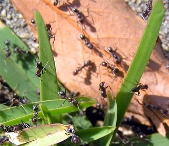 ANTS
